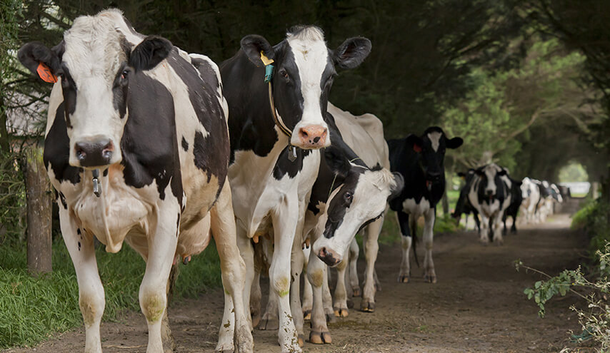 Características de un buen reproductor bovino para ganaderías de doble propósito y carne