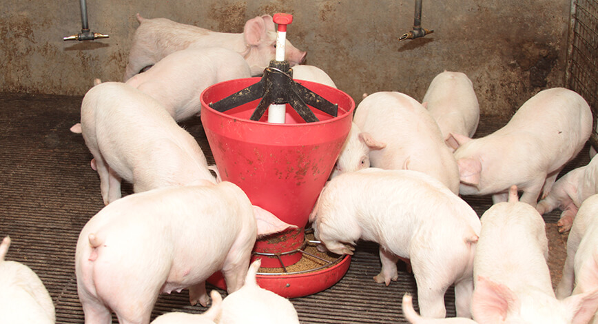 Alternativas nutricionales para reducir el impacto ambiental en la crianza de cerdos