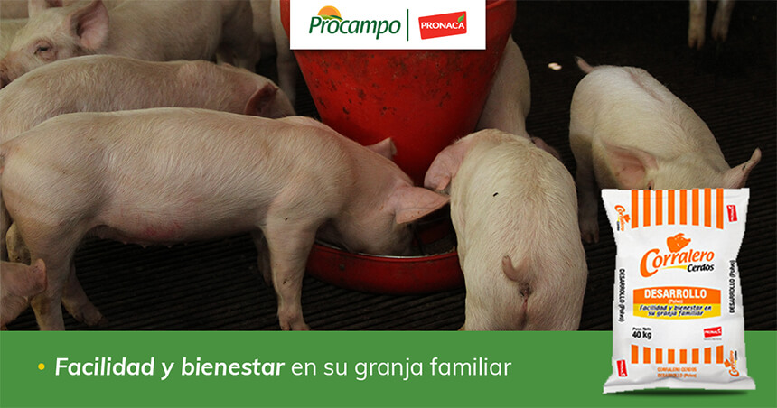 Alternativas nutricionales para reducir el impacto ambiental en la crianza de cerdos